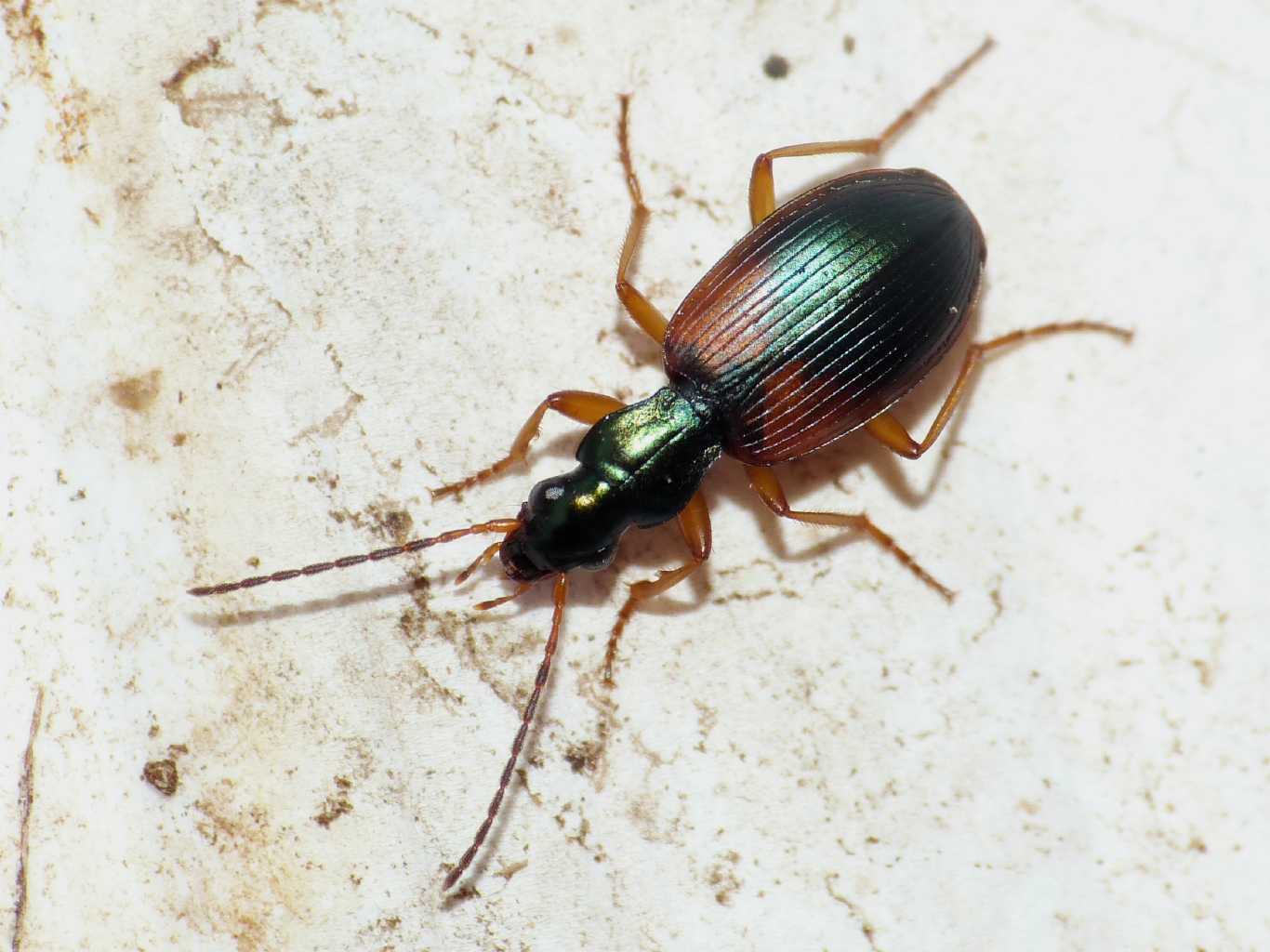 Anchomenus dorsalis (Carabidae) - Palidoro (RM)